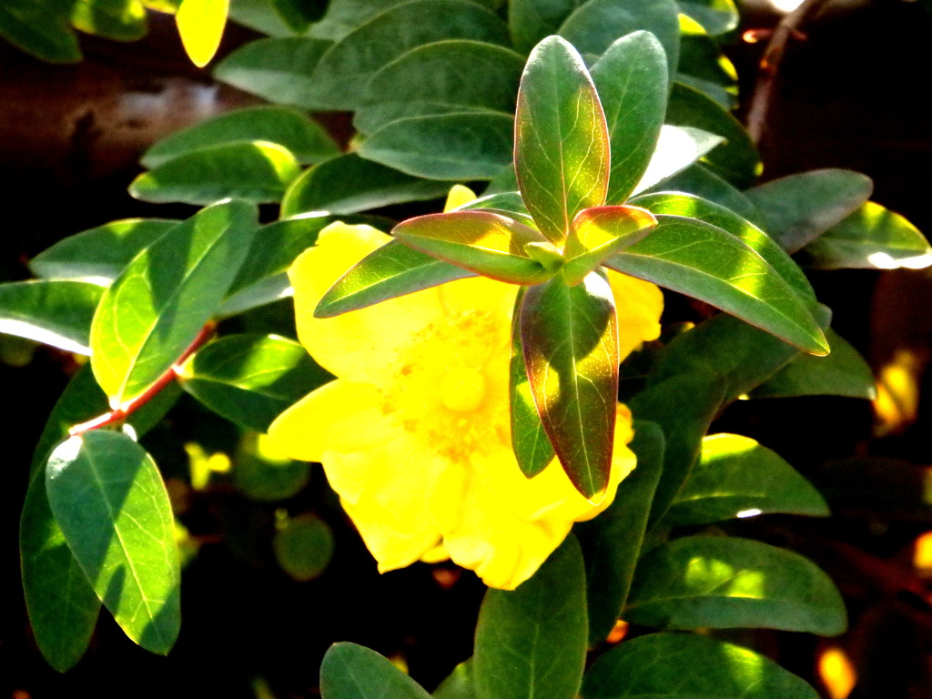 江北の公園のタイリンキンシバイ