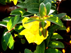 江北の公園のタイリンキンシバイ