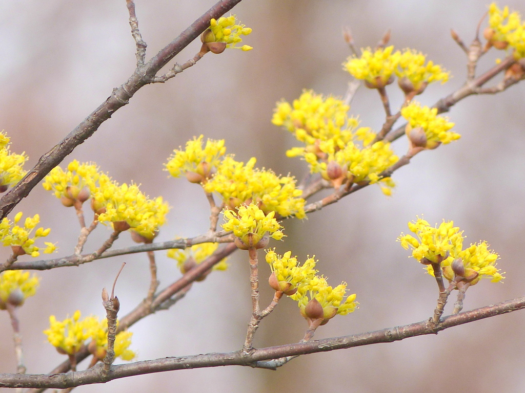 庭のサンシュユの木