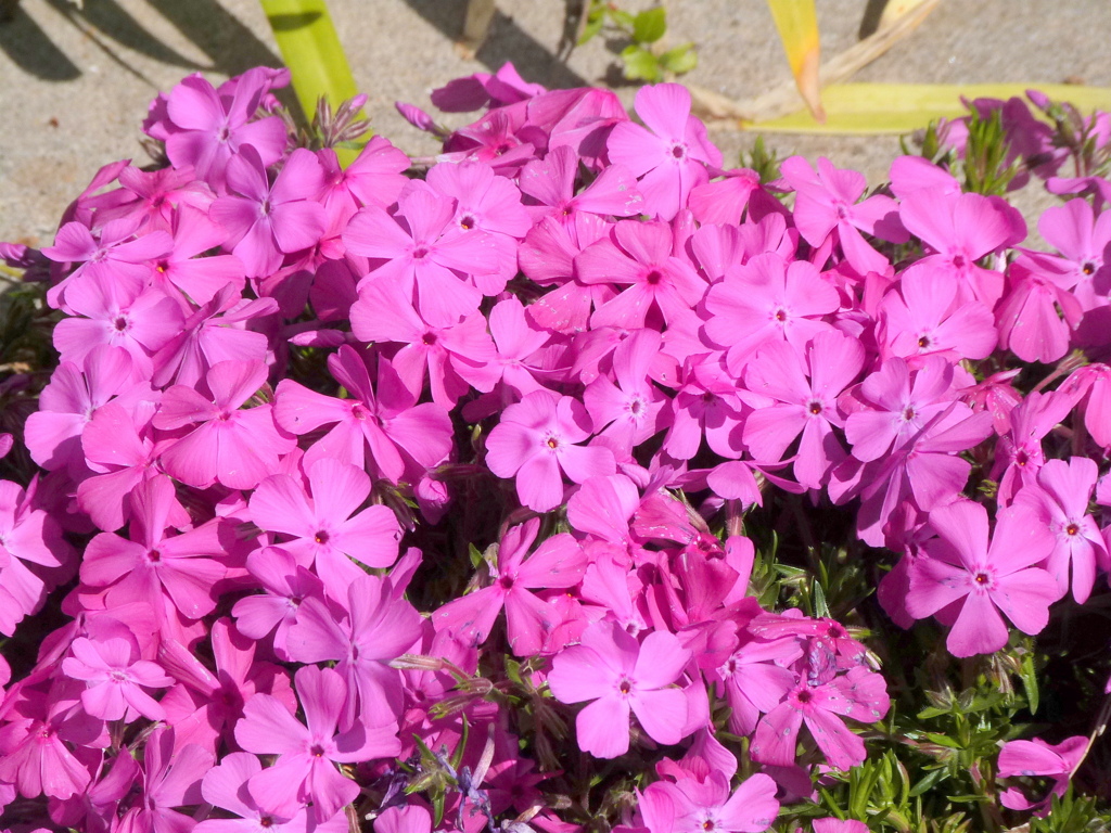 マンションの花壇の芝桜