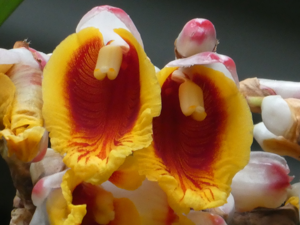 ワーワーッ、月桃の花