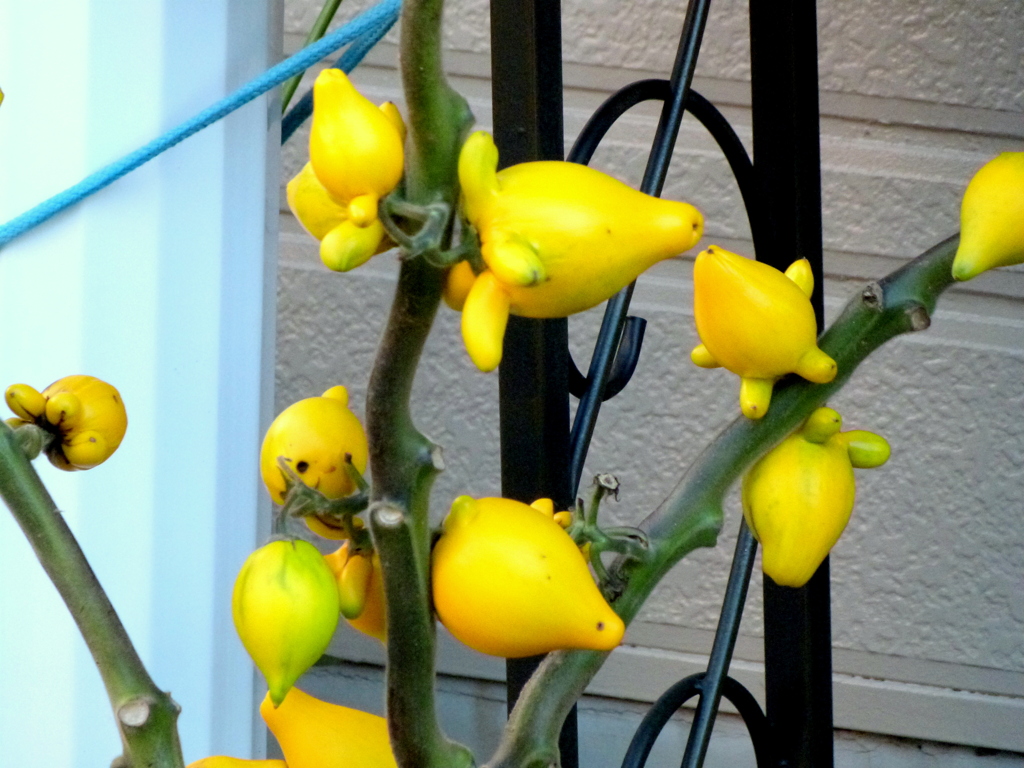 ハナナス・フォックスフェイス