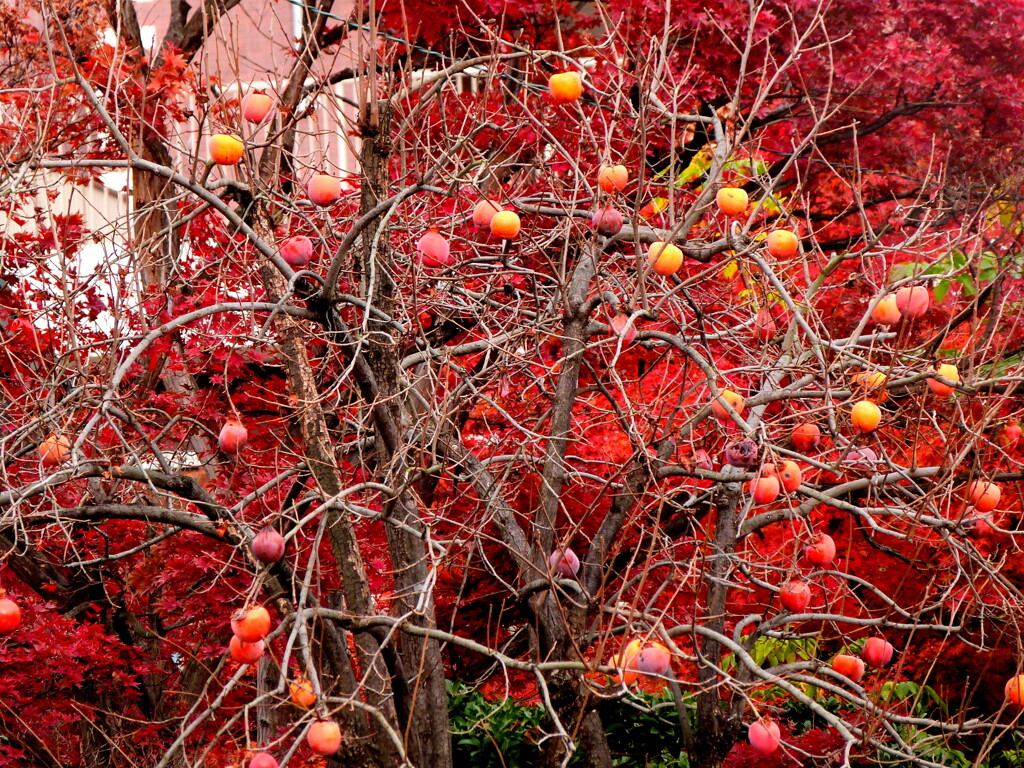 安行のモミジと柿の風景