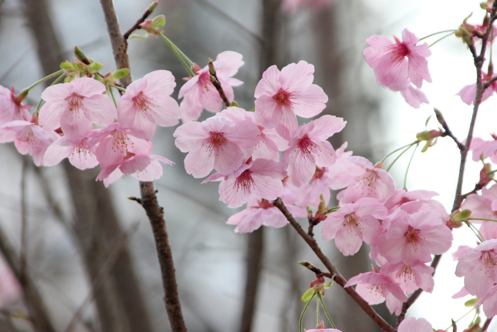 向陵稲荷坂の開成中学の桃色の陽光桜