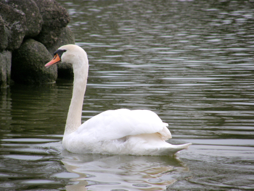 荒川自然公園の白鳥
