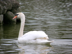 荒川自然公園の白鳥