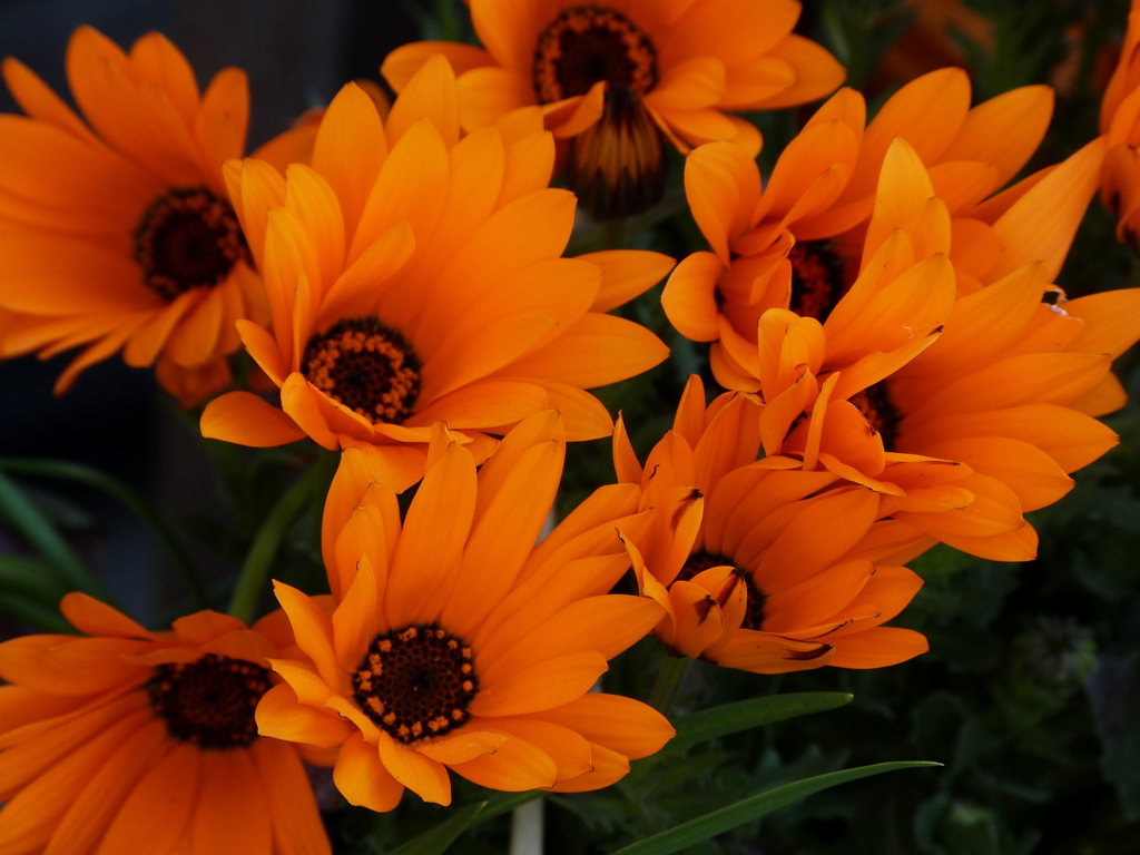 デモルフォセカ