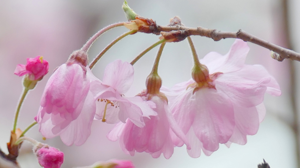 街路の八重紅彼岸