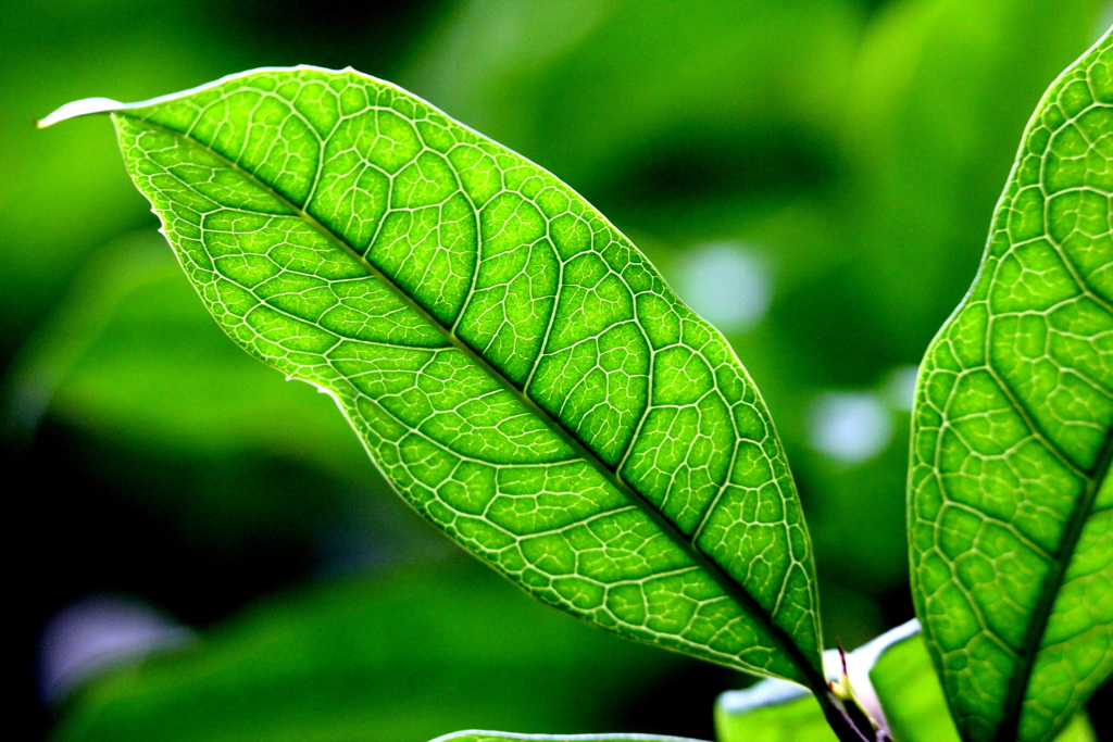 金木犀の葉の葉脈