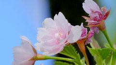 荒川堤の里ザクラの八重紅大島晩期