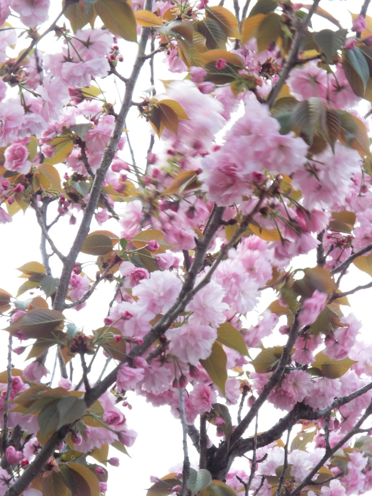 千住の関山桜
