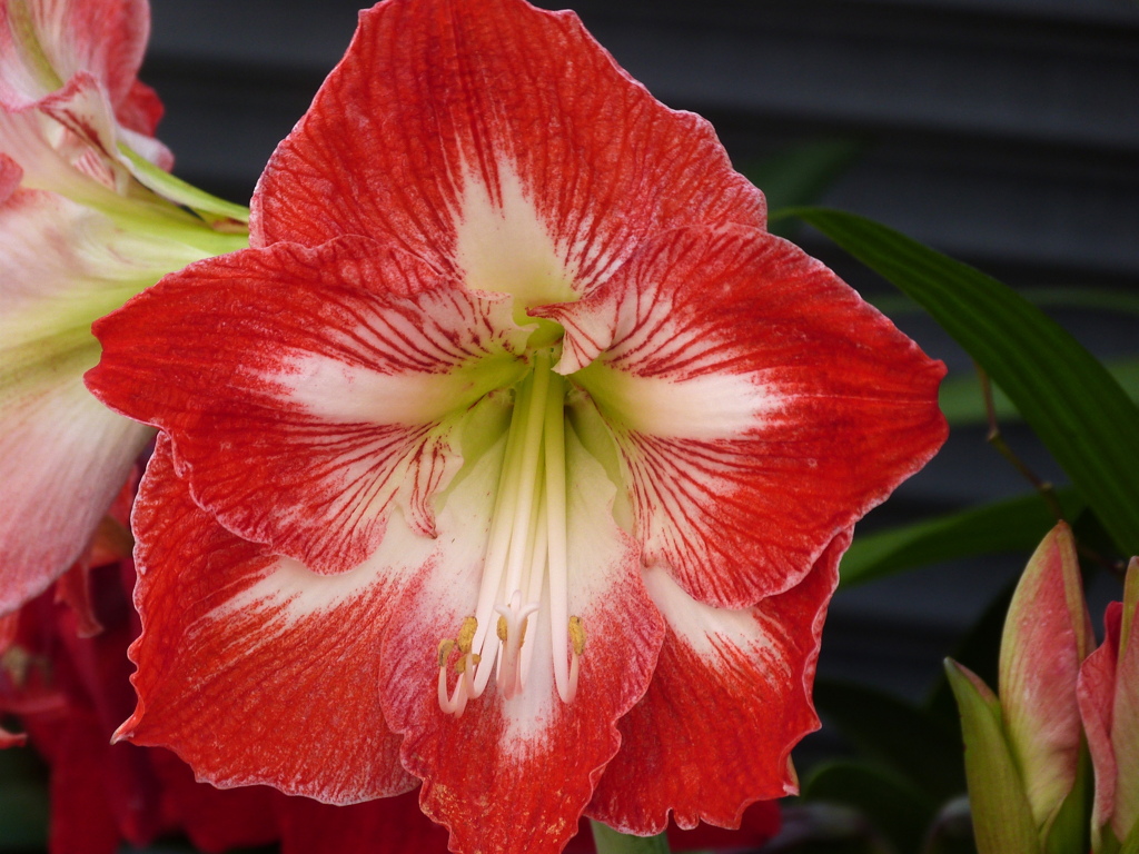 シロスジアマリリス