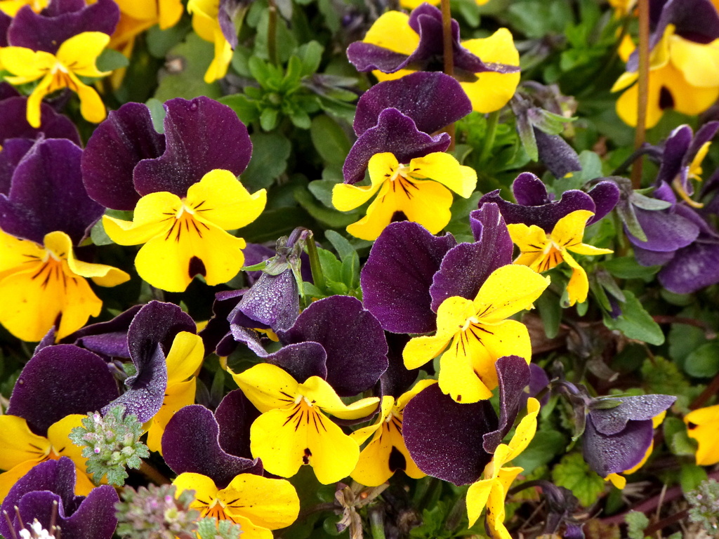 ビオラ・パープルイエロウ