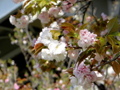 荒川堤の里ザクラの御座の間匂