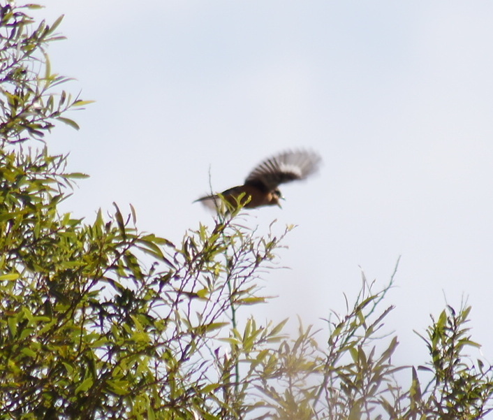 モズがたか鳴きのあと飛び立った