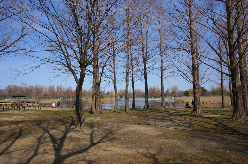 舎人公園の沼杉・ラクウショウ