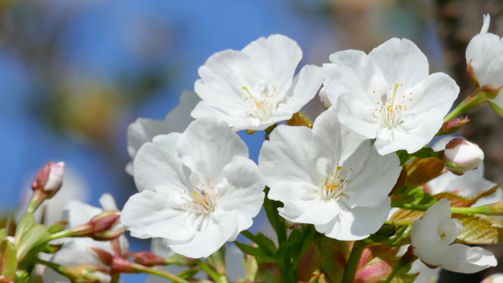 荒川堤の里ザクラの荒川の匂