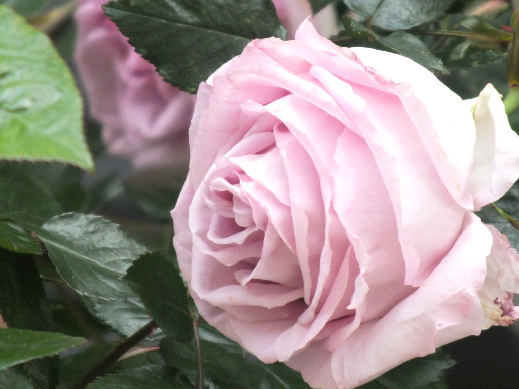 八重咲のピンクの薔薇
