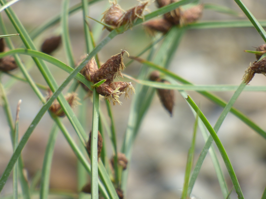 荒川河原のサンカクイ