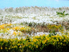 荒川土手下のコラージュ画像