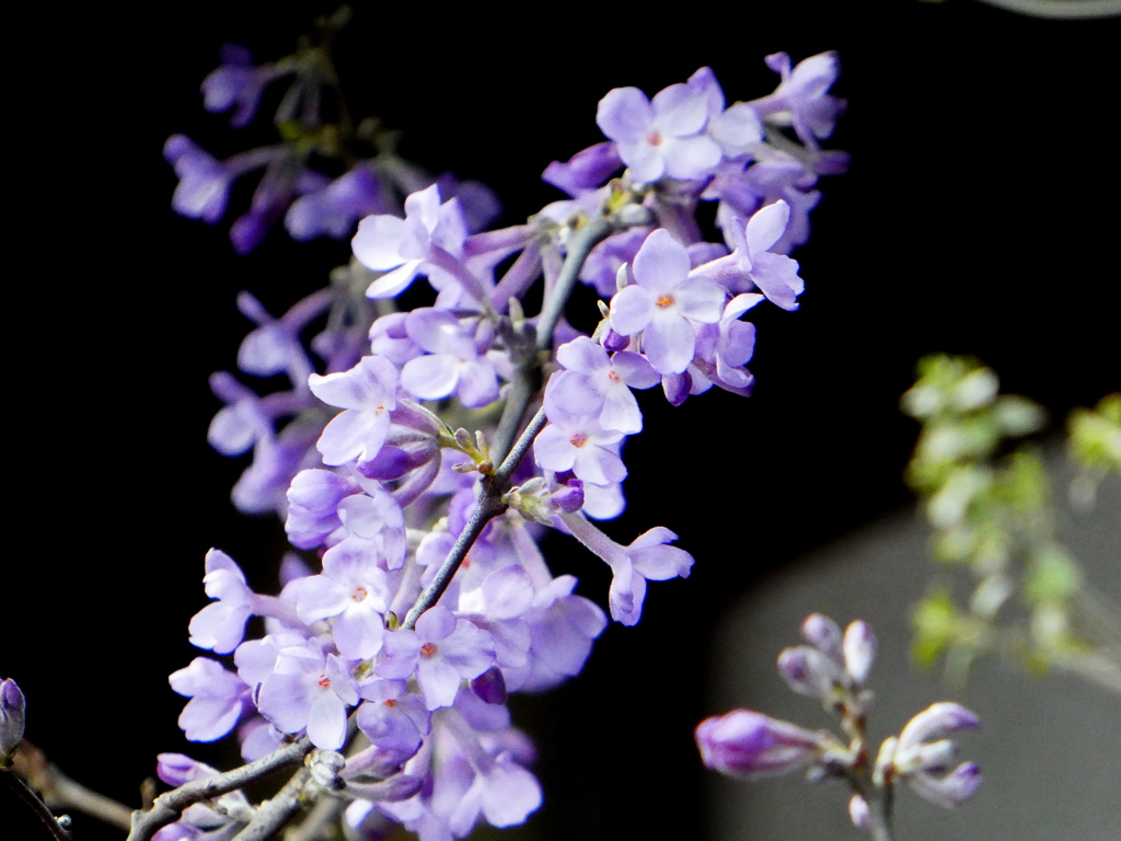 丁子桜（藤もどき）