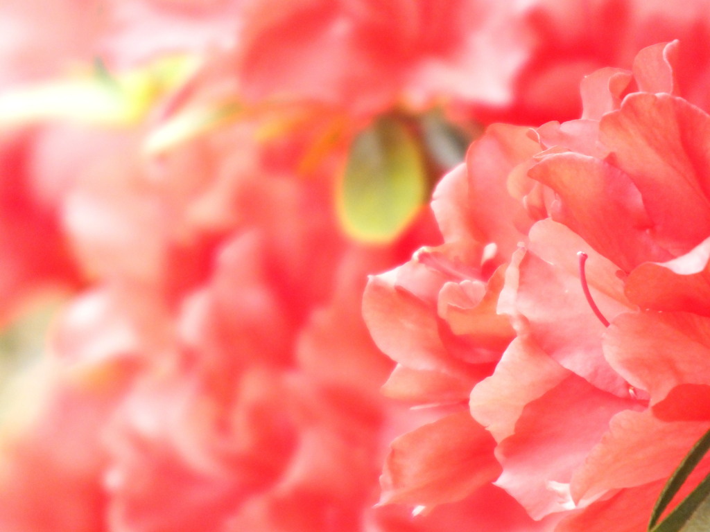 オレンジのヒラドツツジ