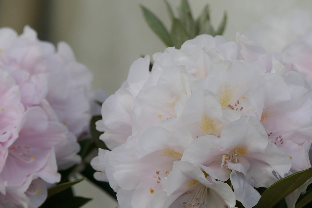 薄ピンクのセイヨウシャクナゲ