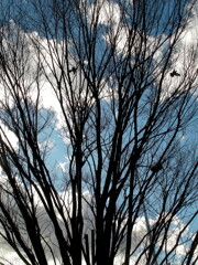 千住桜木ワンドの土手テラスのケヤキからの積雲