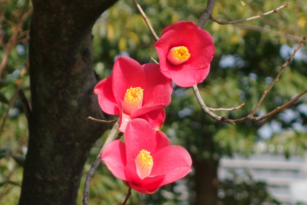 荒川自然公園の藪椿三輪