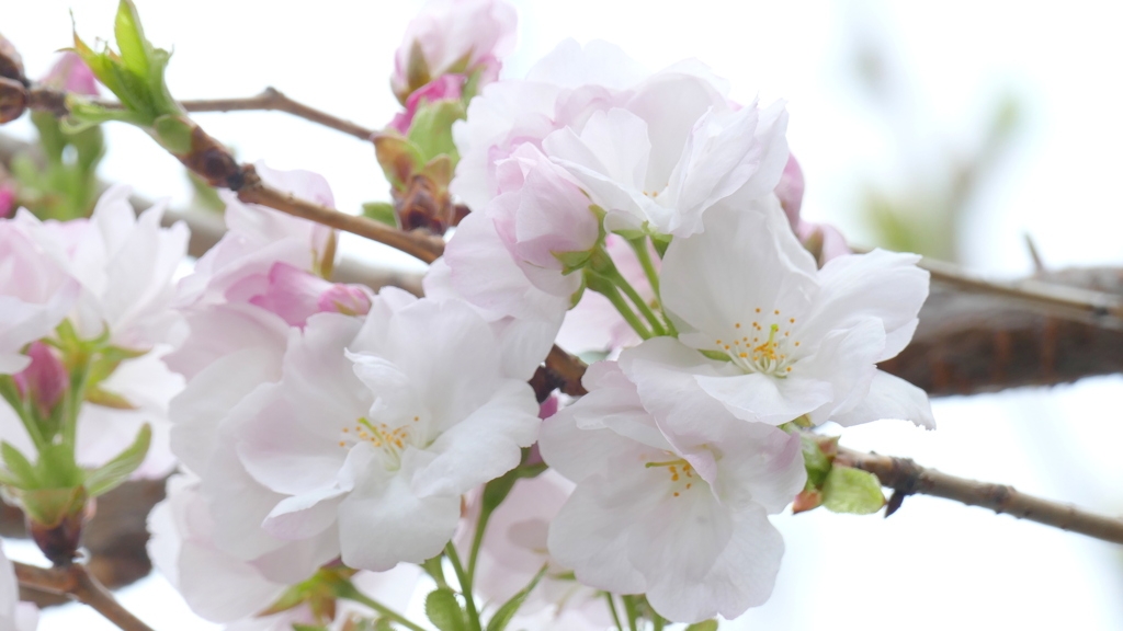 里ザクラの天の川