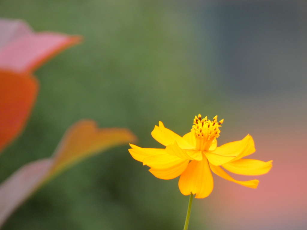 レッドロビンサイドのキバナコスモス