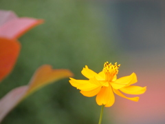 レッドロビンサイドのキバナコスモス