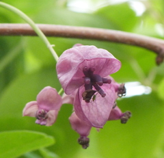 都市農業公園のアケビの花