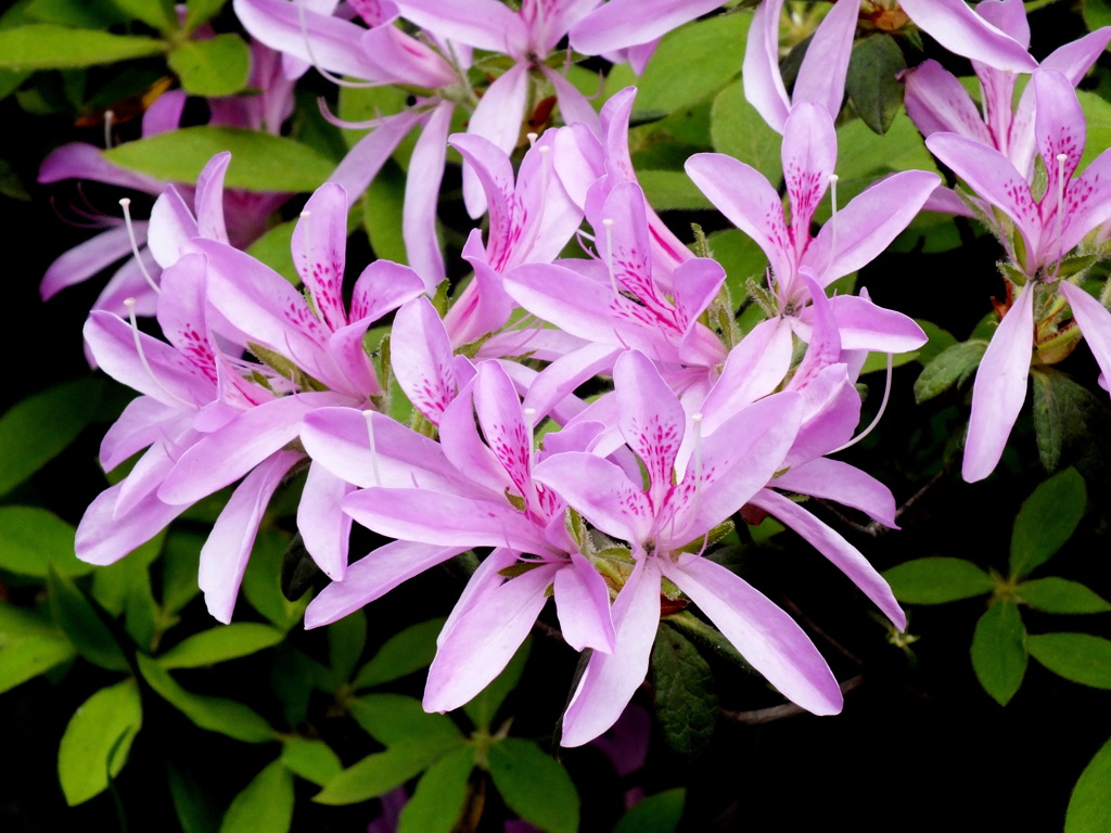 千住の民家のもちつつじ