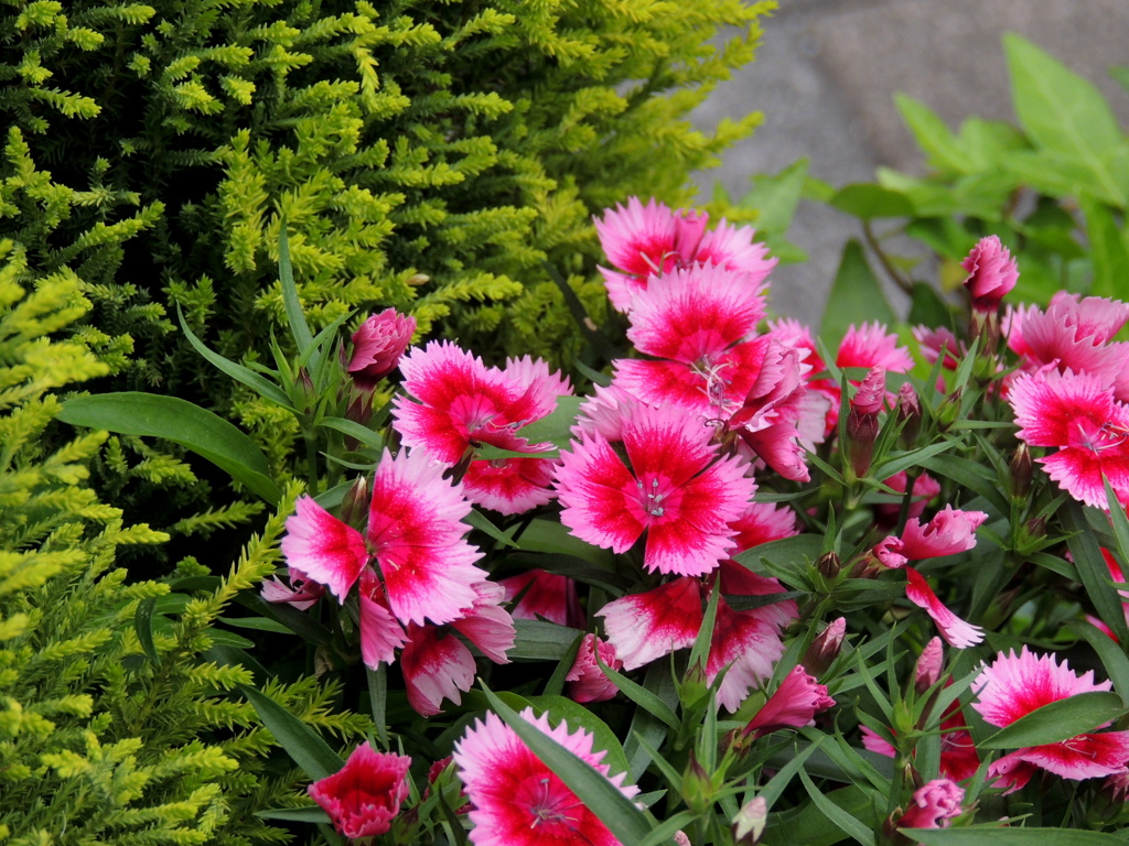 沿道の花壇の真っ赤なダイアンサスナデシコ