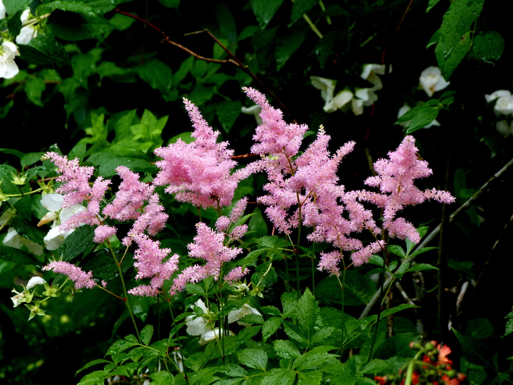 由布院のアスチルベピンク