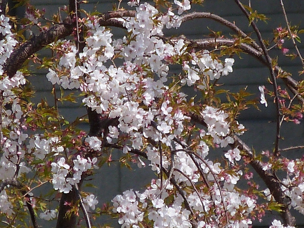 国立博物館の仙台枝垂れともいう、枝垂吉野