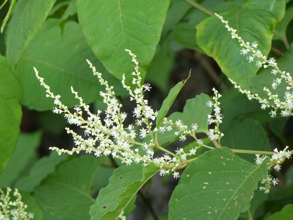 月隈公園のお堀の周辺のイタドリ