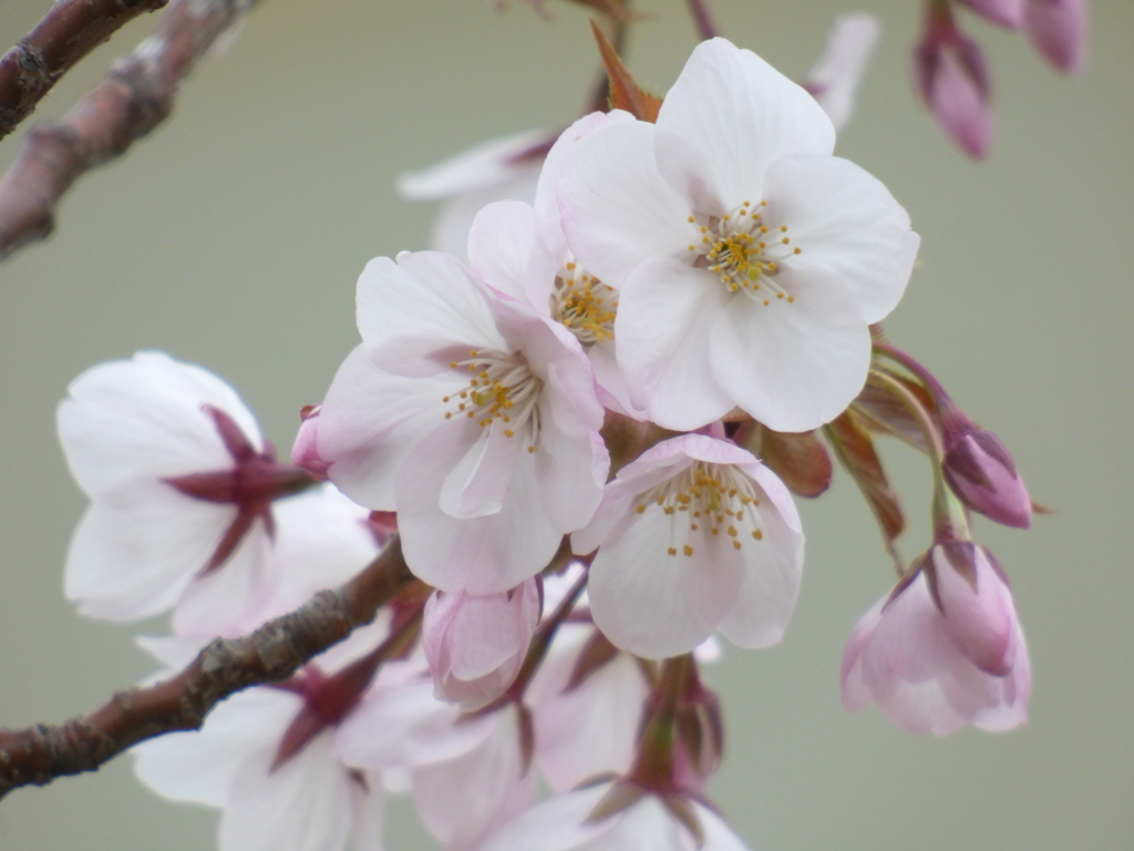 時期になると近所の荒川堤五色桜を見に行く、嵐山桜