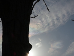 巻雲の薄い彩雲