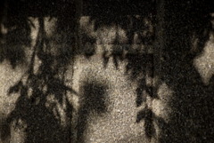 陽光を浴びる木々の影