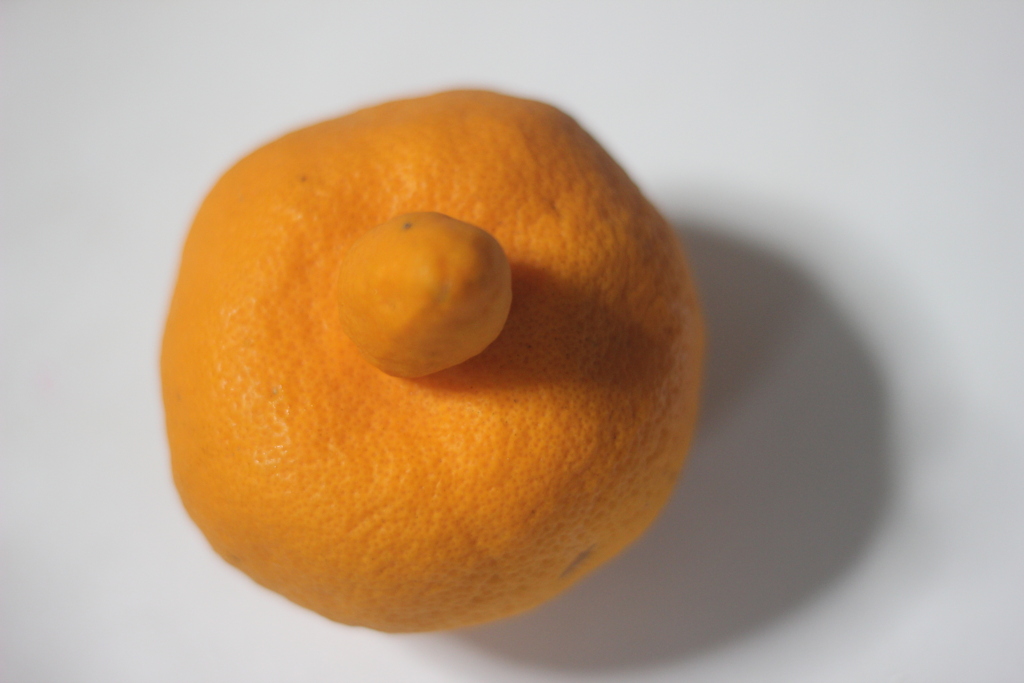 訳アリの温州ミカンを購入したらデコポンと思ったら