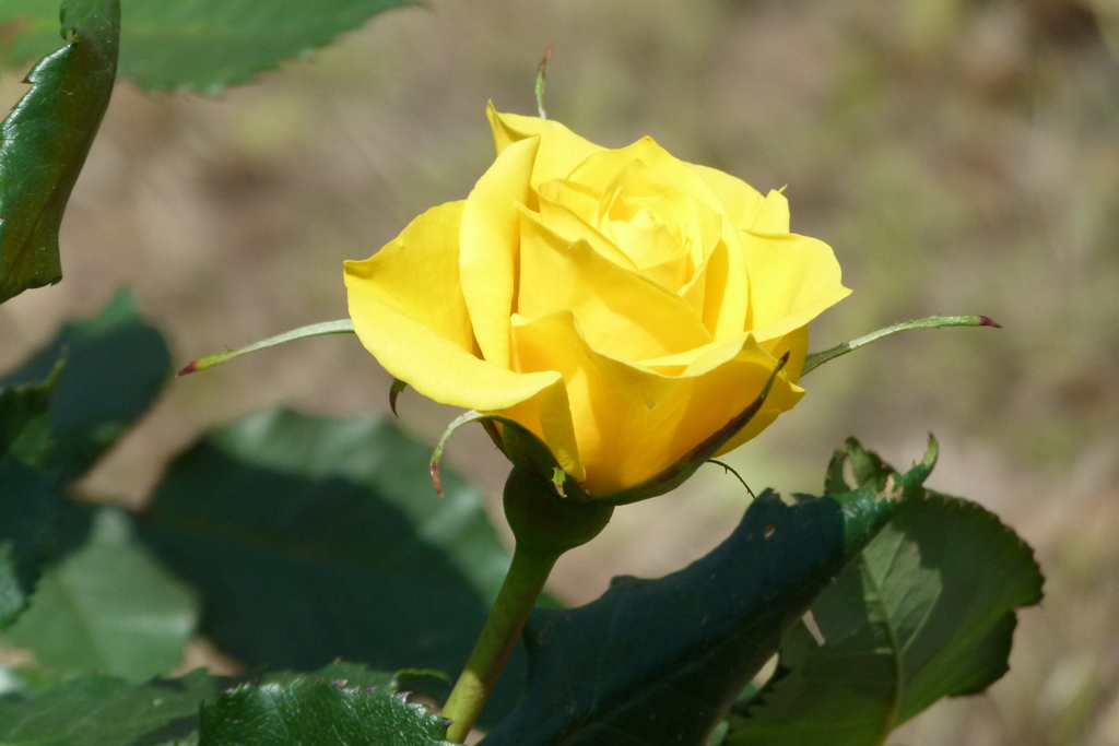 荒川線脇の黄色いバラ