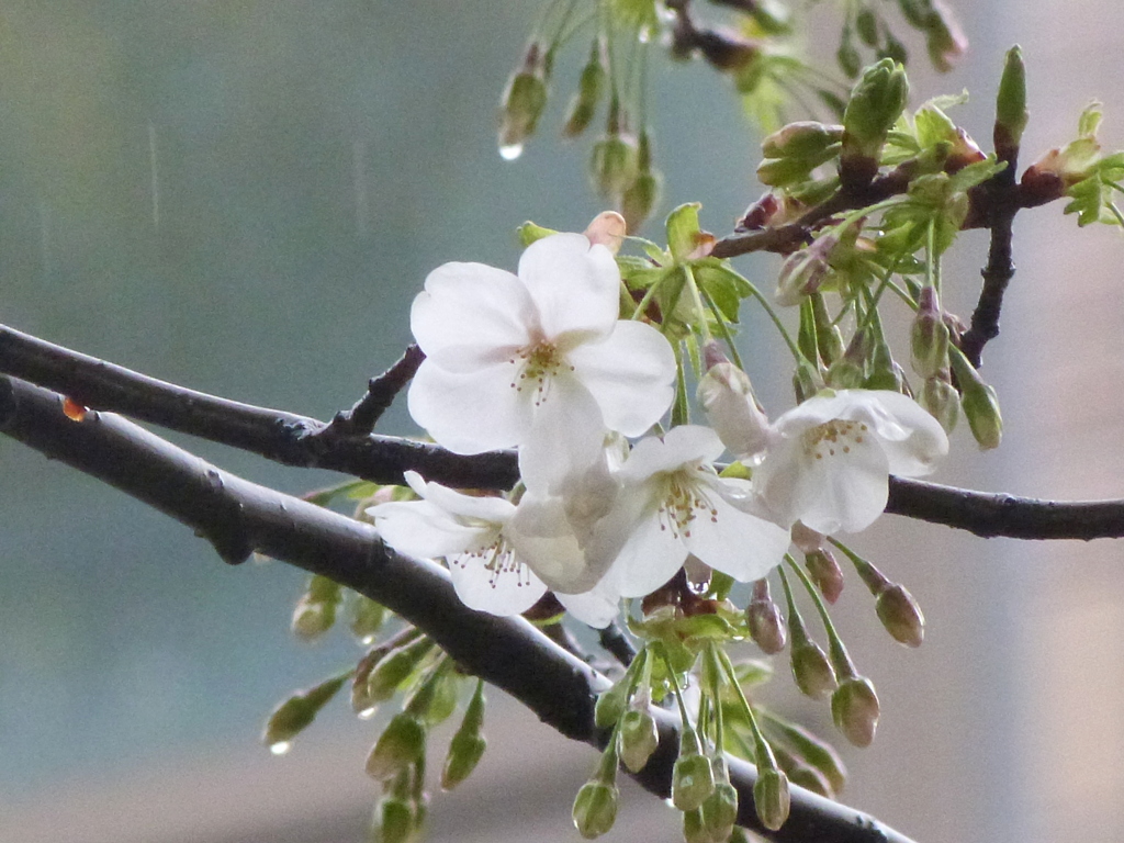 雨の日の墨田公園のソトオリヒメ（大島桜の品種）