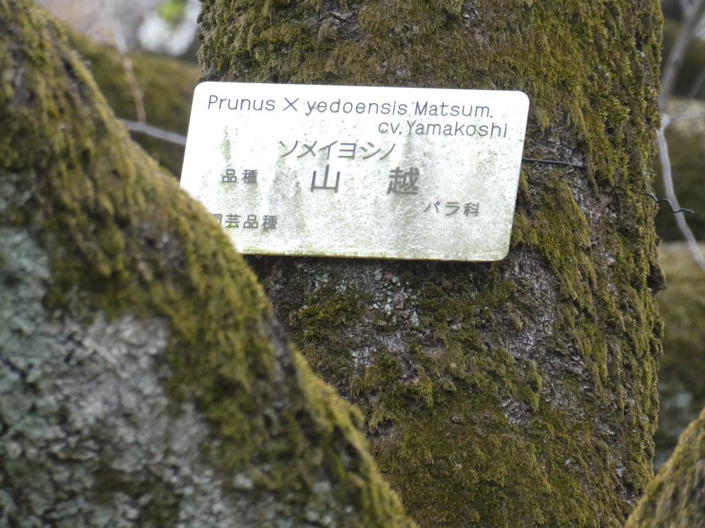 小石川植物園のソメイヨシノ・山越の苔むす樹皮