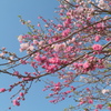 隅田川沿いに咲くゲンペイ咲き花桃