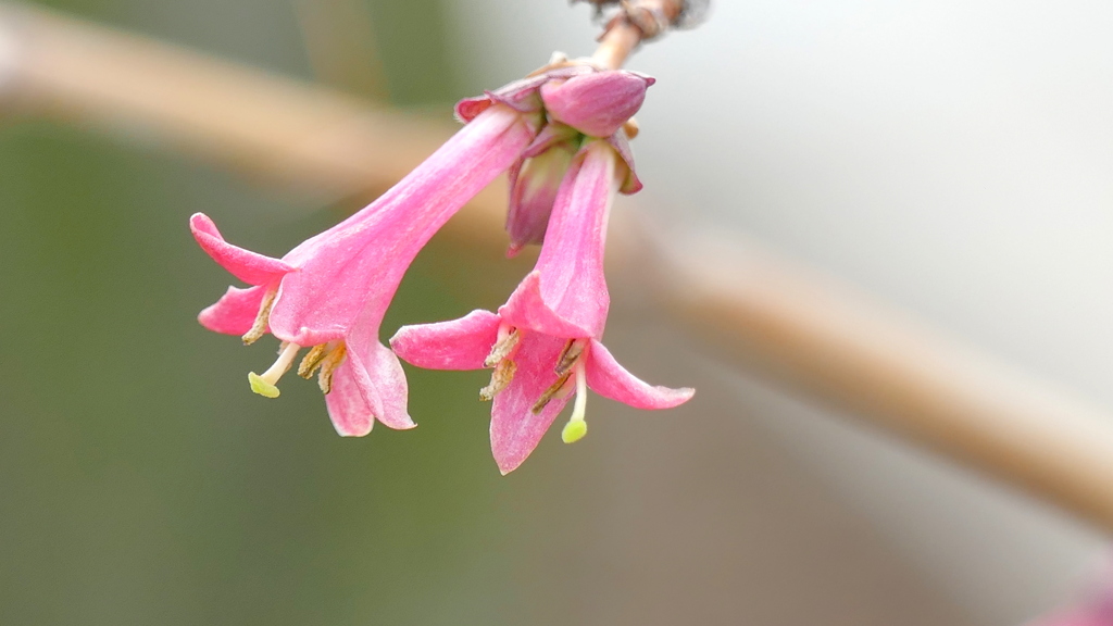 うぐいすかぐら