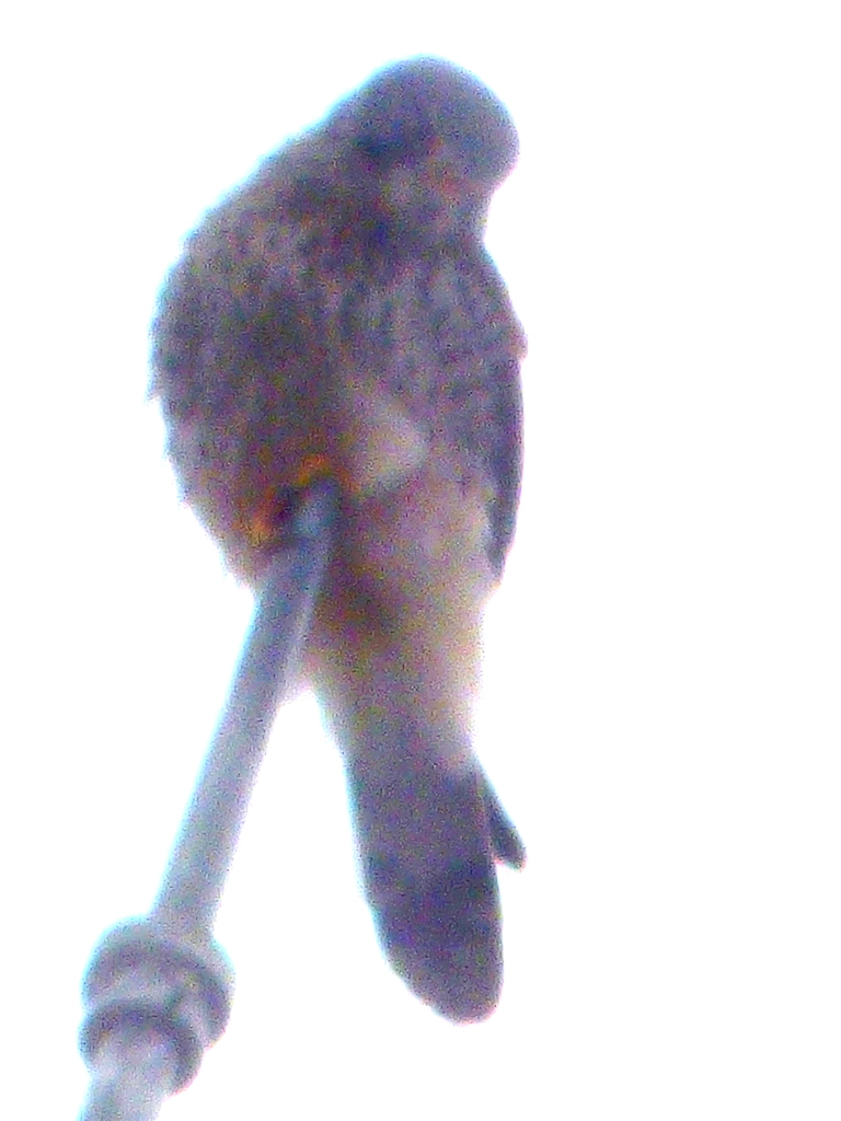 避雷針にチョウゲンボウ