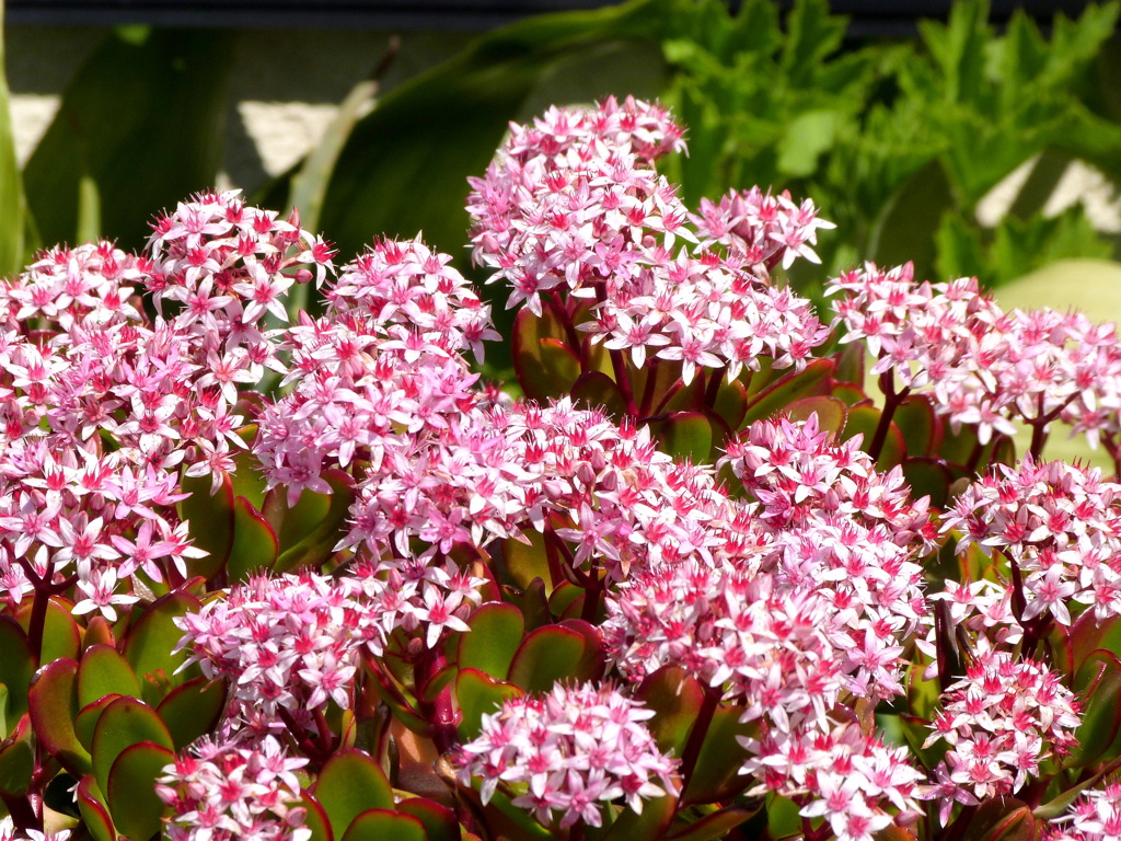 花月・カネノナルキ