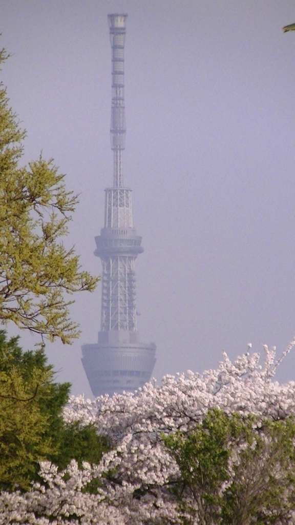 上野の山から東京スカイツリー
